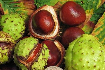 Chestnut fruits are used in the treatment of prostatitis