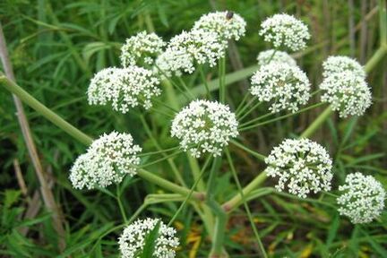 The Boligoli plant is used in the treatment of prostatitis