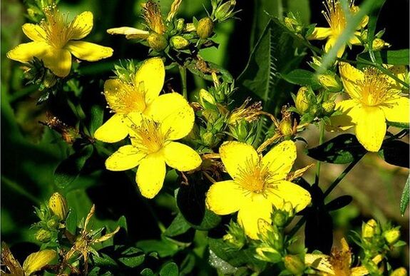 St. John's wort is a medicinal plant that helps deal with prostatitis.